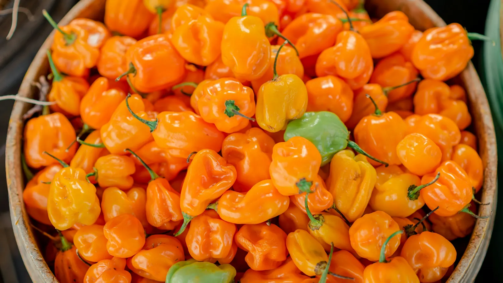 A woven basket filled with bright orange habanero peppers