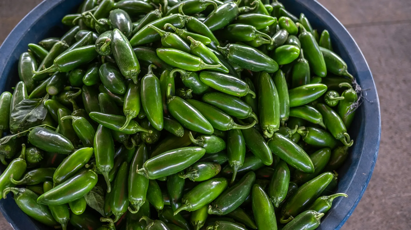 A large blue bowl heaped with fresh green jalapeno peppers