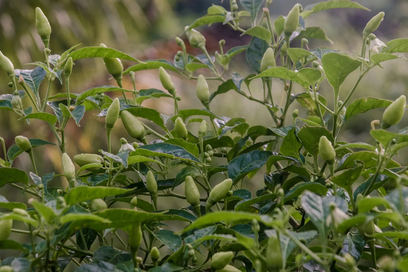 A dense green chile plant in full leaf