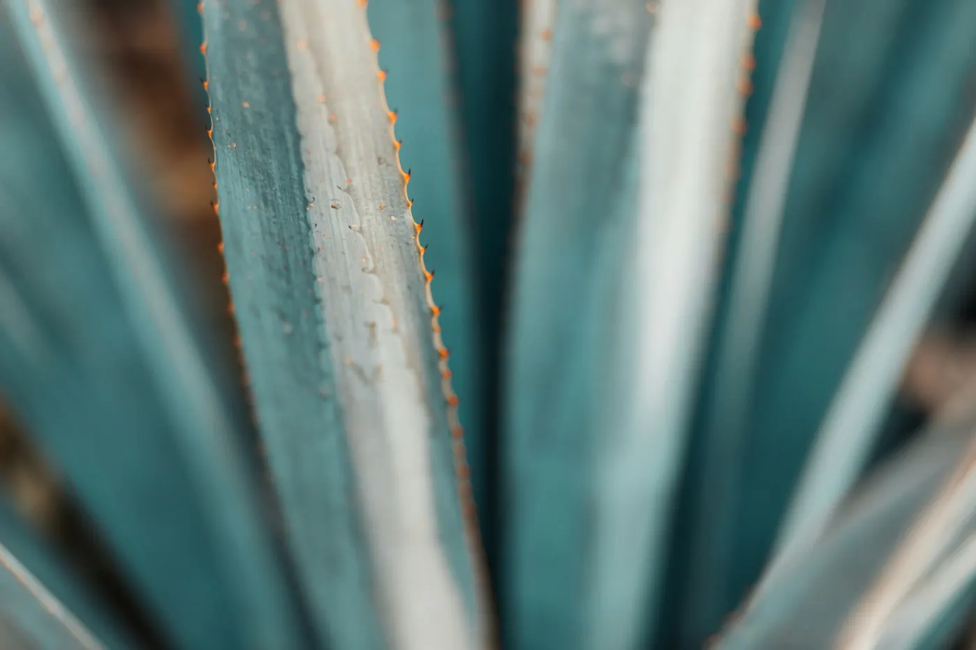 A close view of the spiky blue-grey leaves of an agave plant