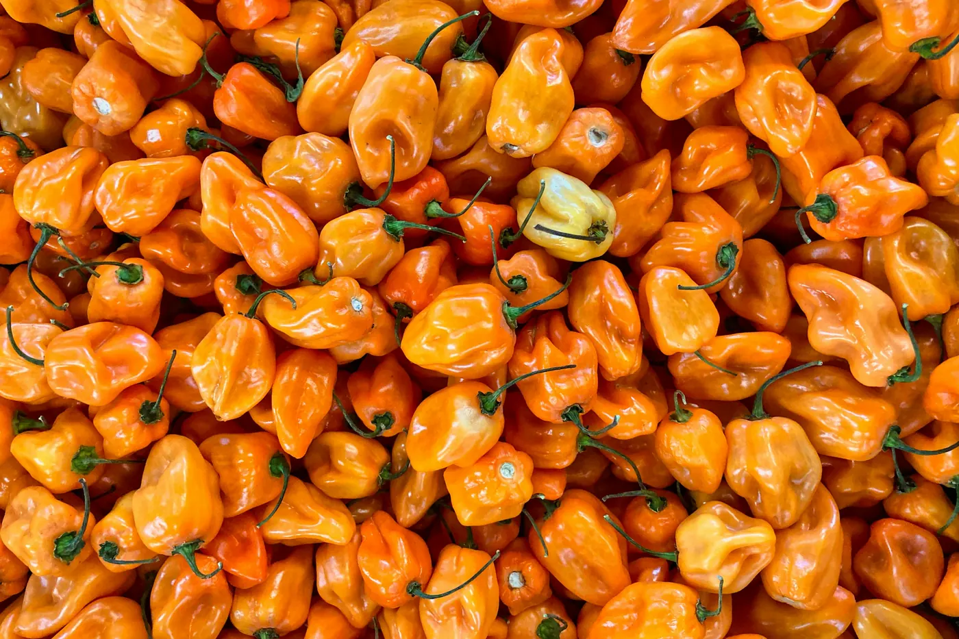 A dense pile of small orange lantern-shaped peppers
