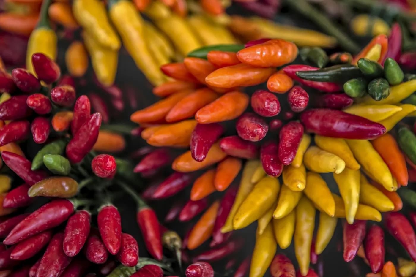 A dense pile of small red and orange chile peppers