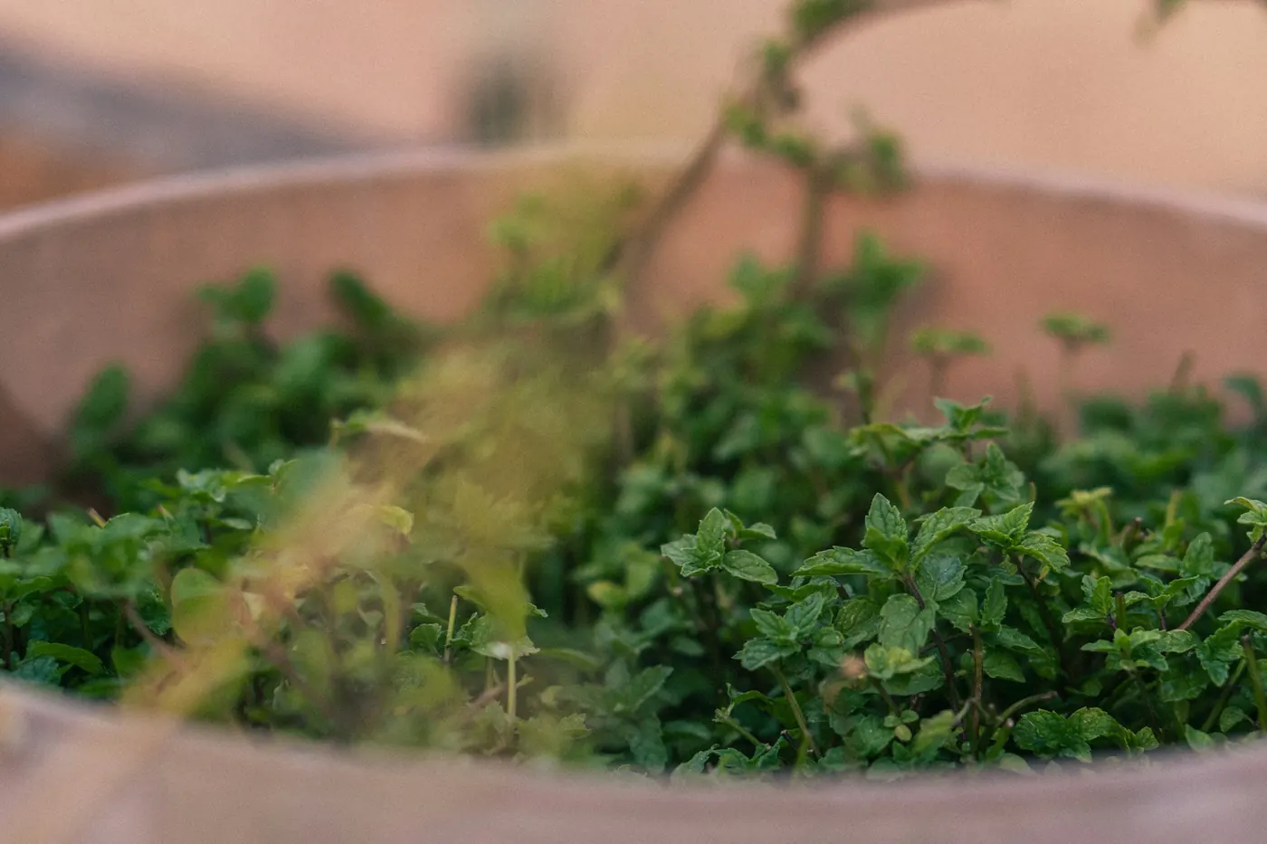 A small green herb plant growing in a terracotta pot