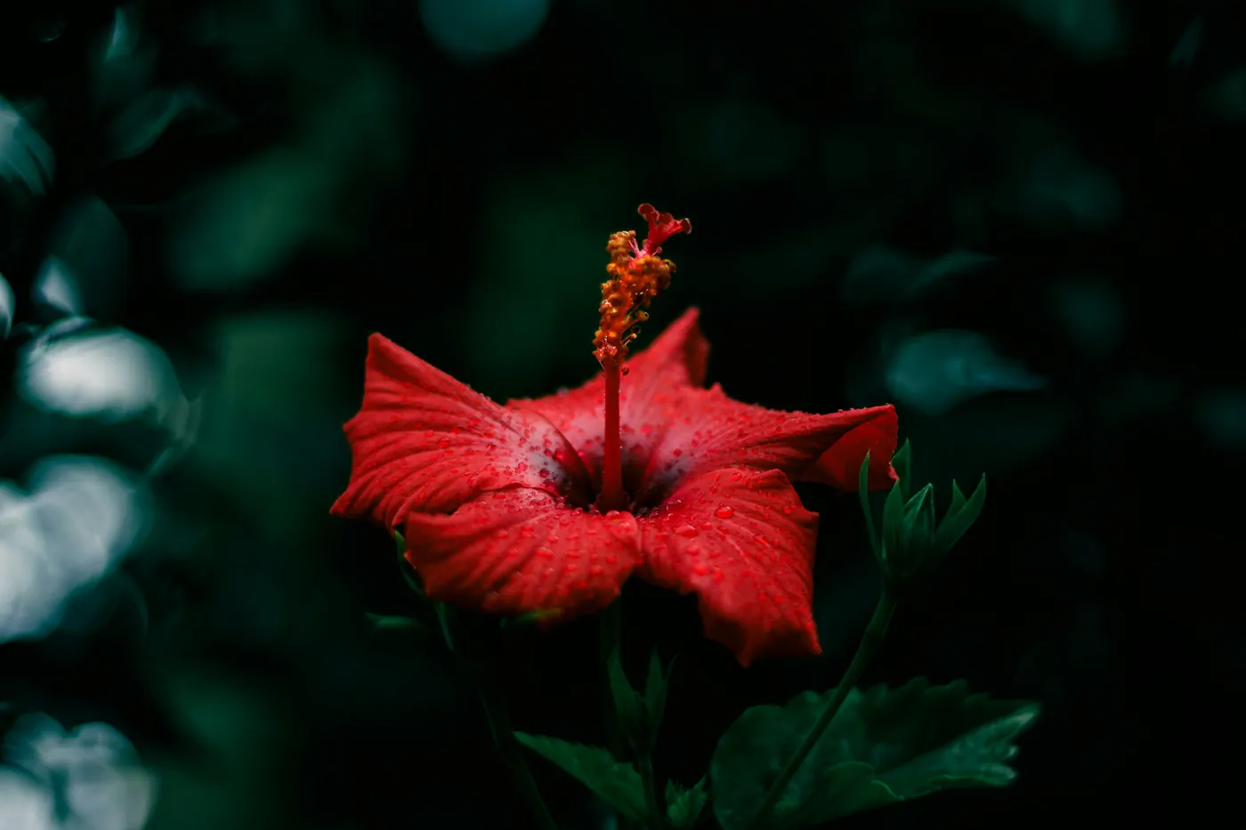 A red hibiscus flower on a dark green plant