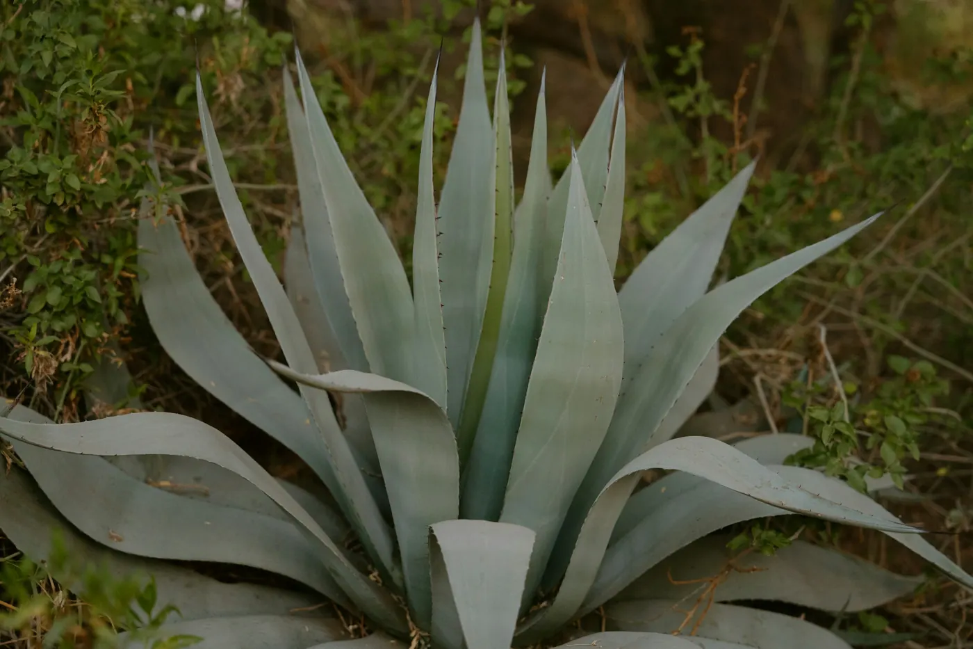 A single large agave plant with broad grey-green leaves