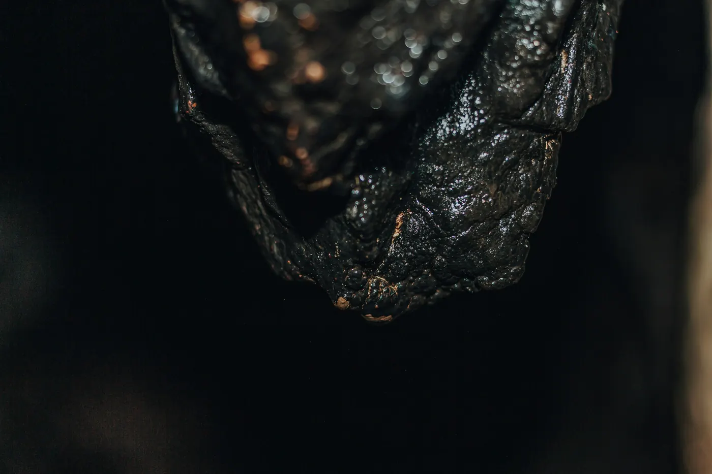A single dark dried chile photographed close against black