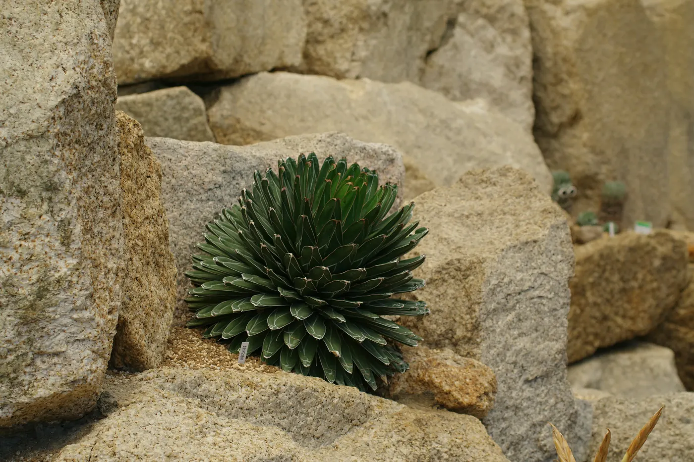 A small tight agave rosette growing between pale rocks