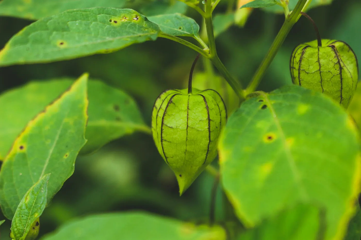 A tomatillo growing inside its husk on a leafy plant