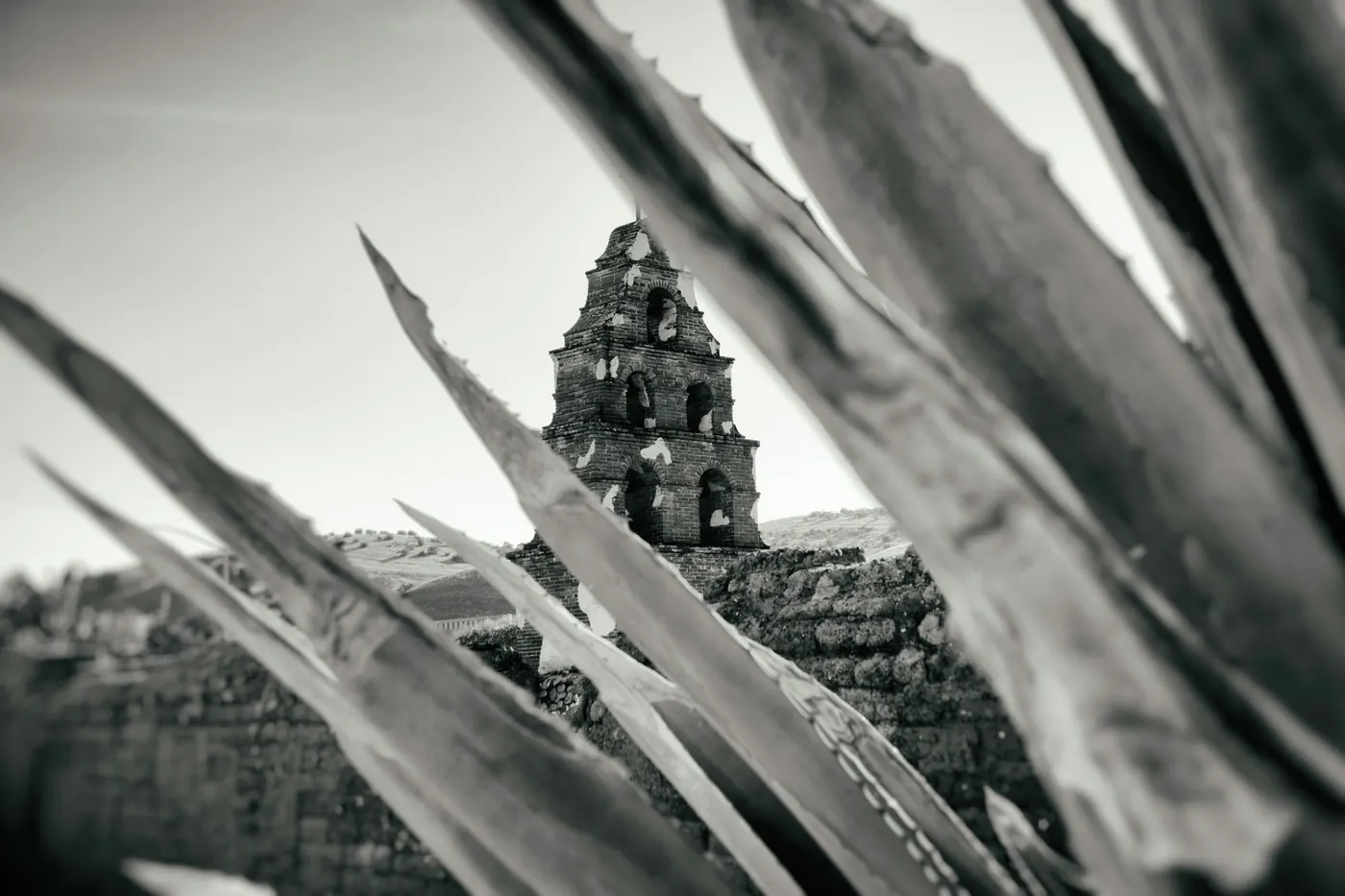 Long spined agave leaves silhouetted against a bright sky