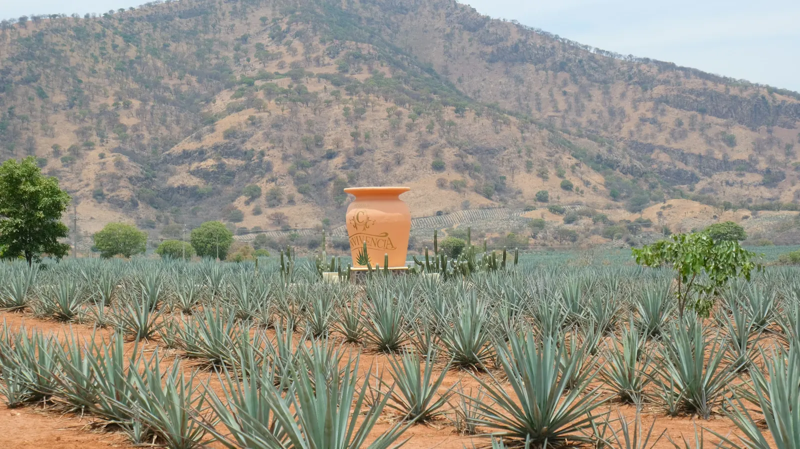 Rows of agave planted across a field below dry hills