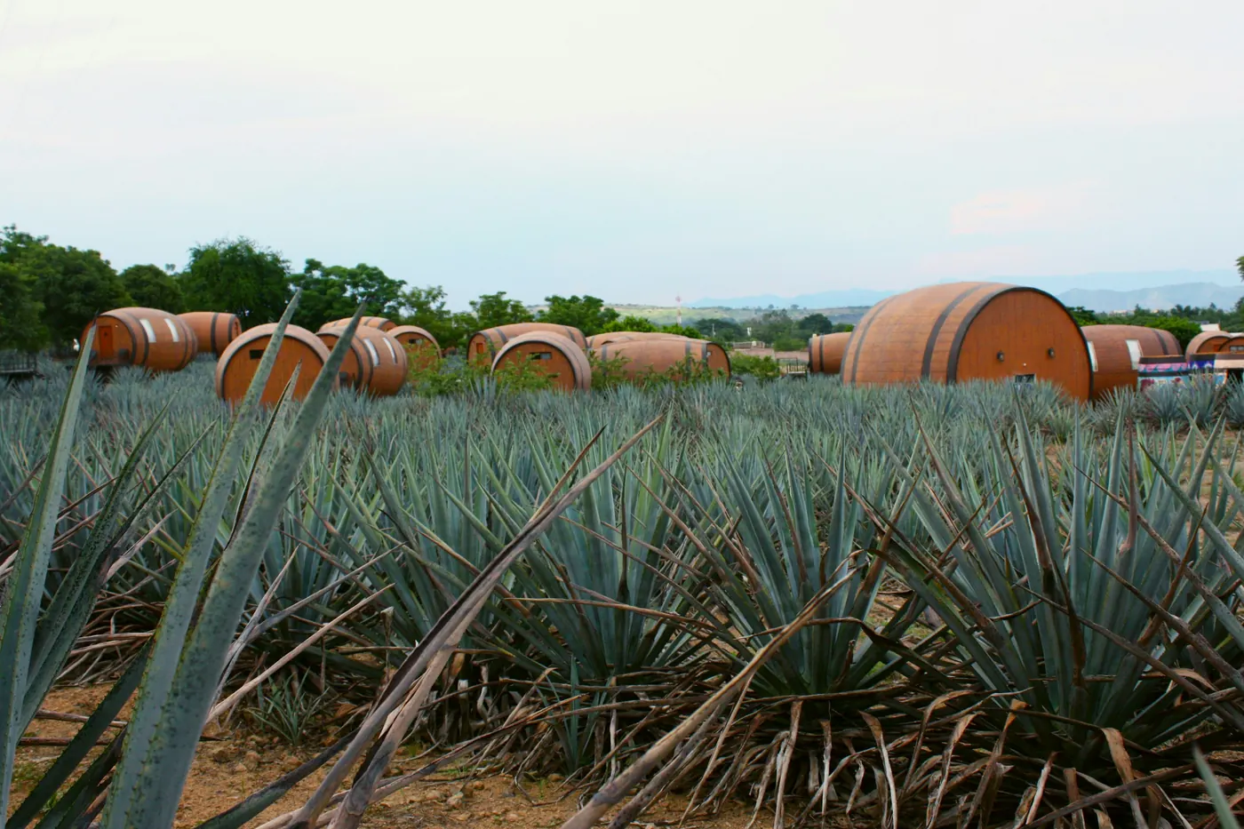 Blue agave plants growing beside rows of large clay vessels