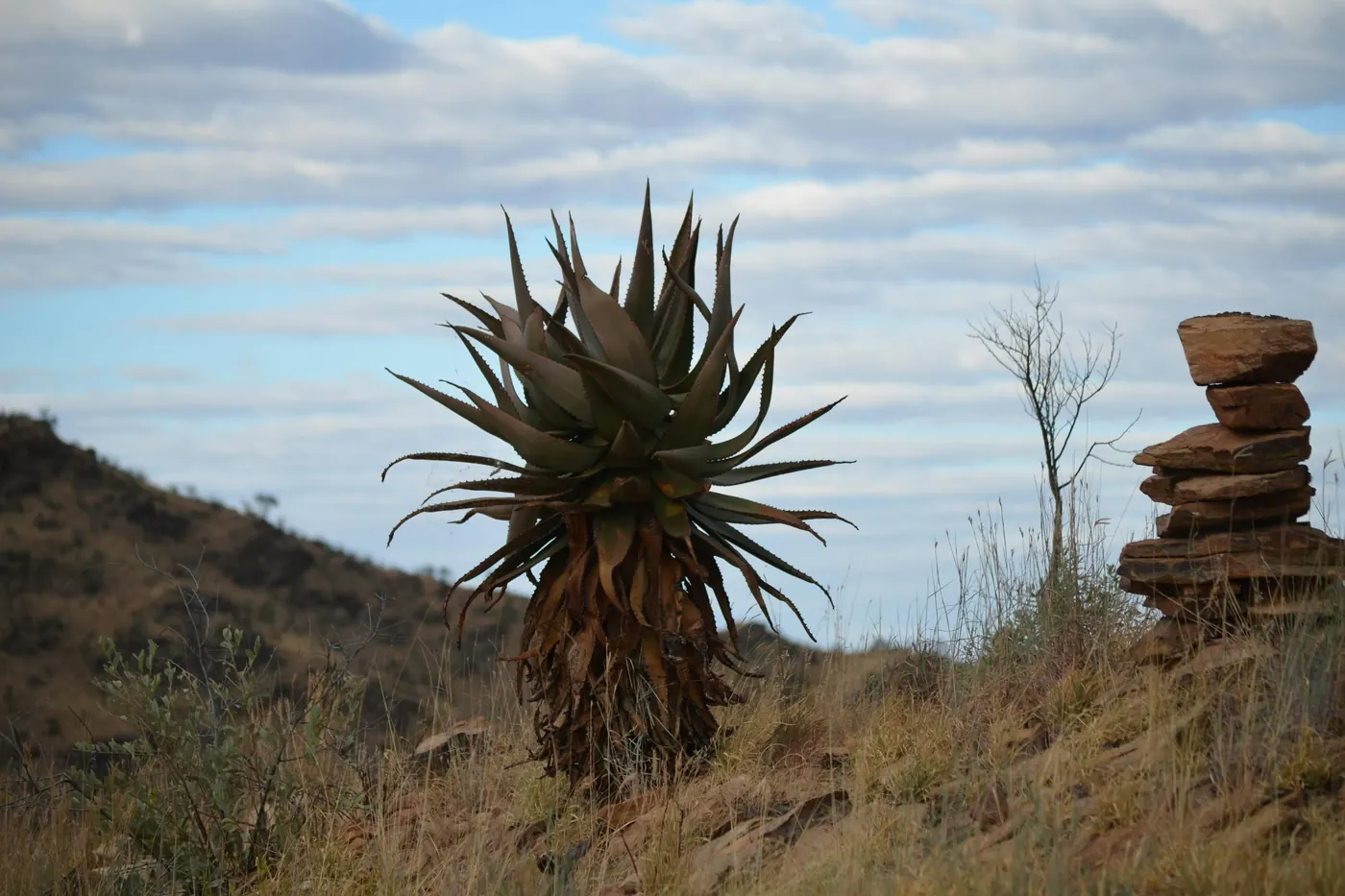 A tall agave plant growing on an open hillside