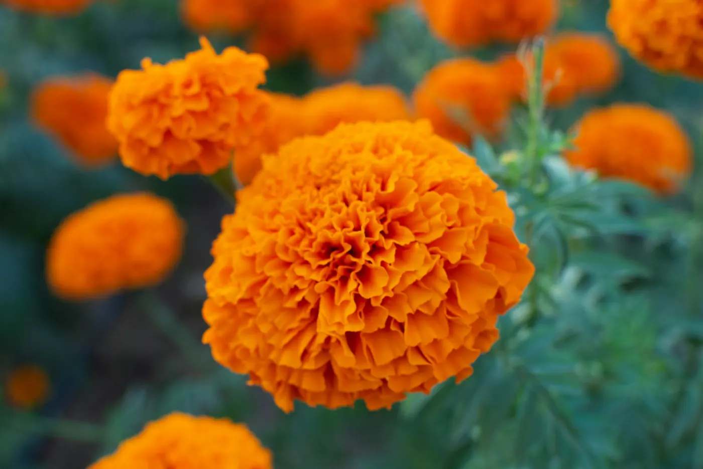 A single bright orange marigold flower in close view