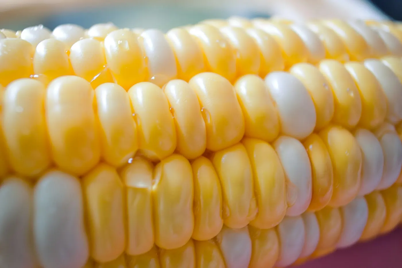 A close view of plump white and yellow kernels on a cob