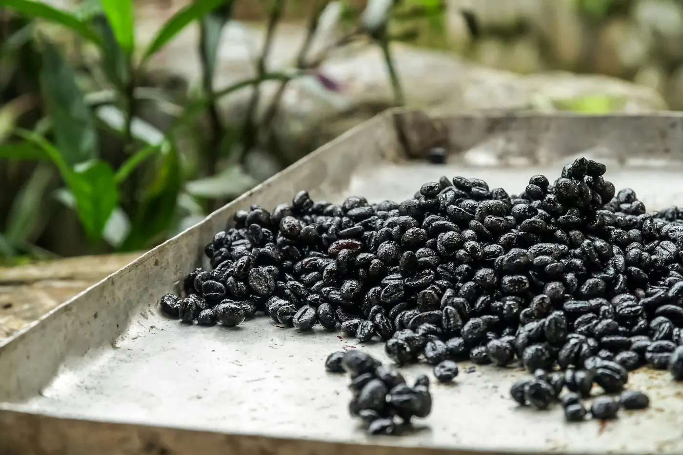 Dried beans spread out across a metal tray
