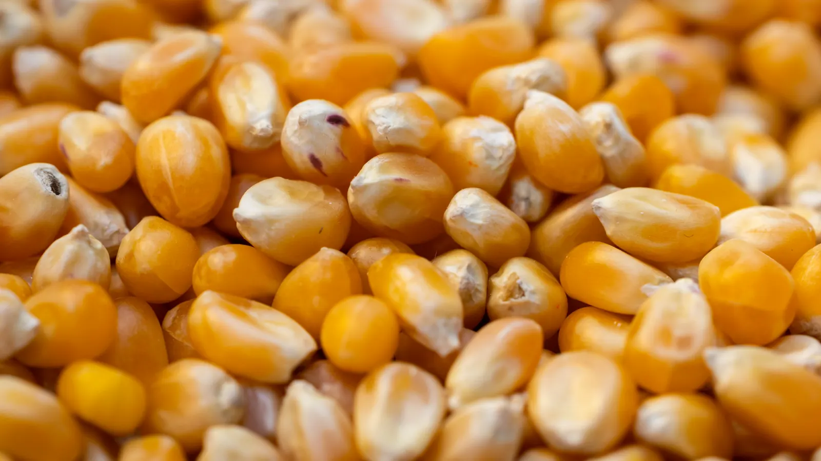 A close view of dried yellow corn kernels