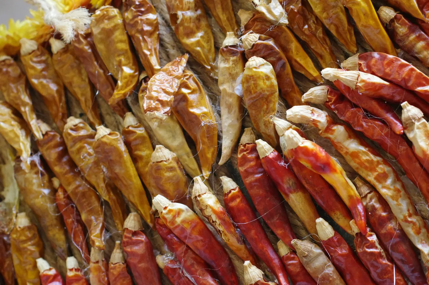 Dried wrinkled chiles with dark reddish-brown skins