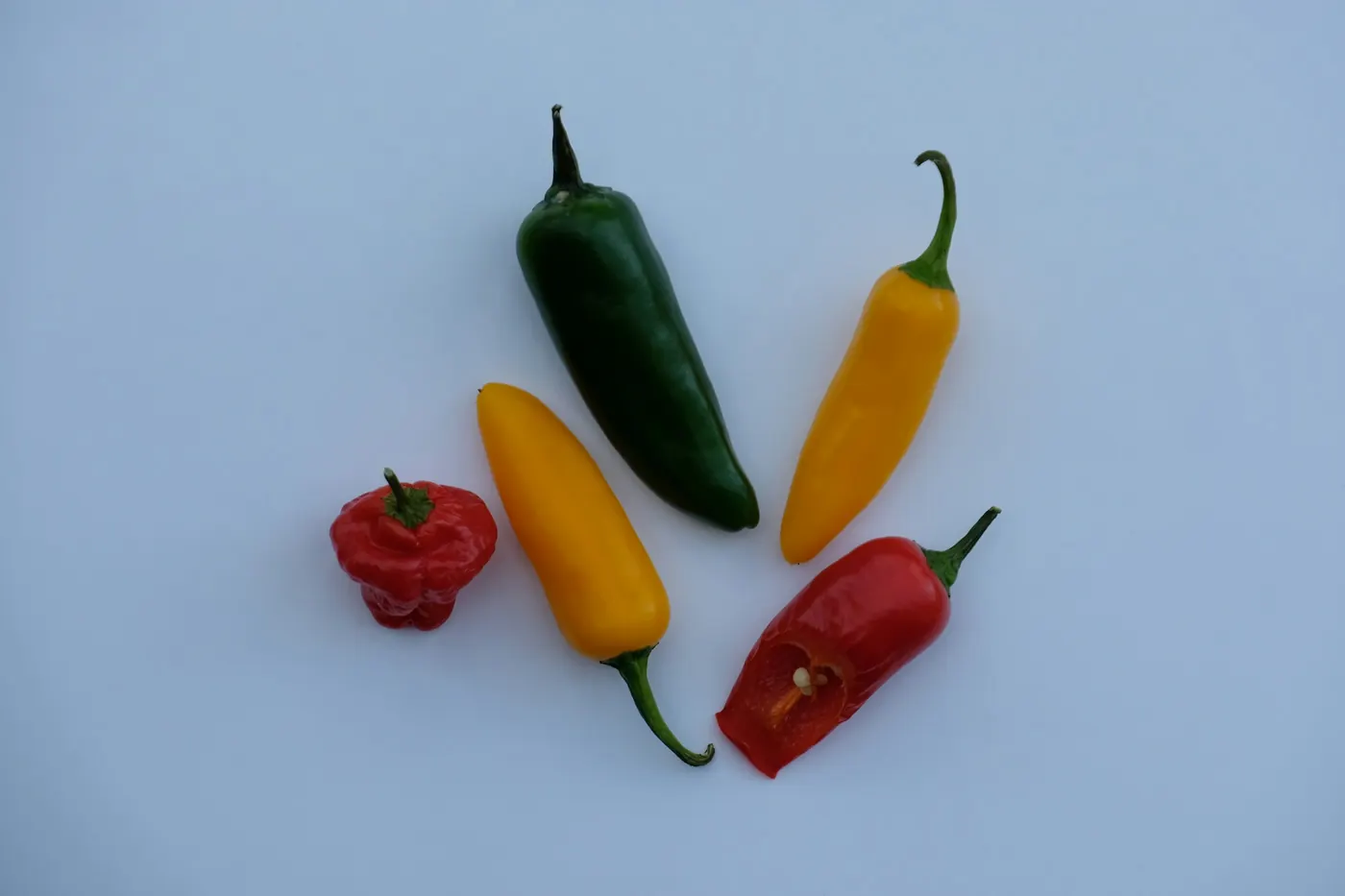 Four chile peppers of different colors and shapes on a pale background