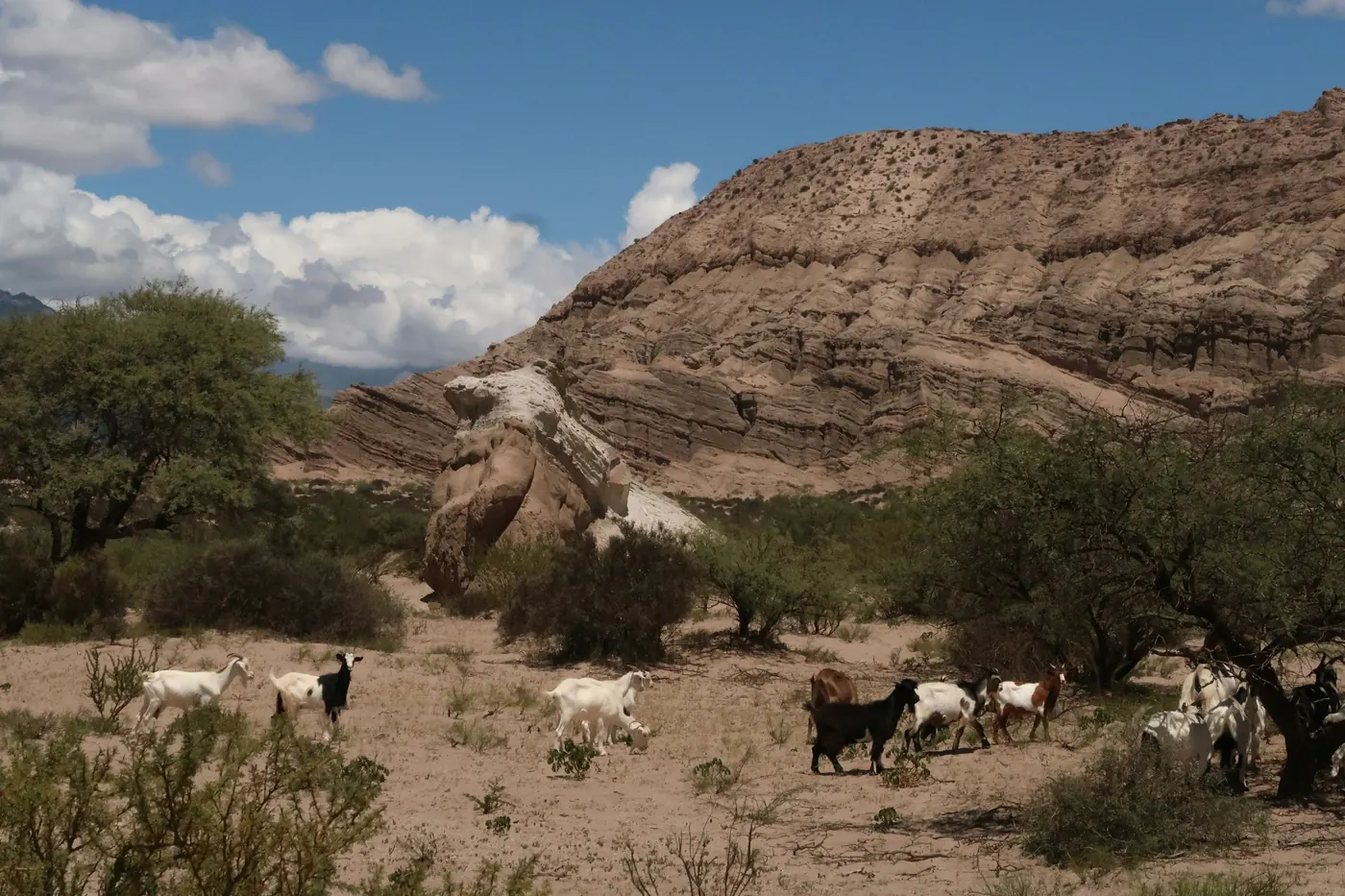 Goats grazing across dry scrubland below rocky hills