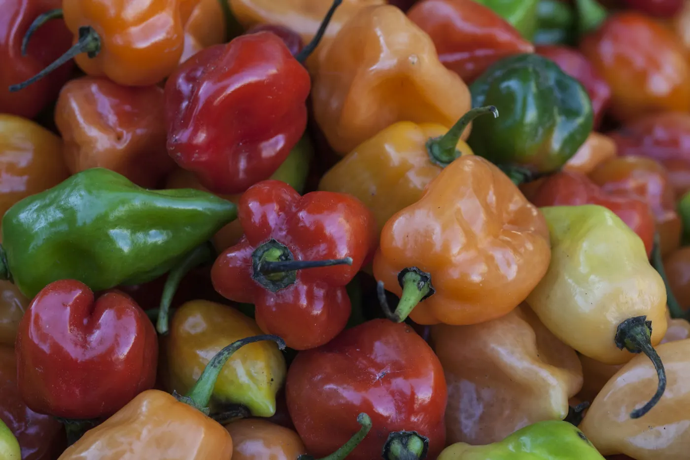 Habanero peppers in shades of brown, red and green