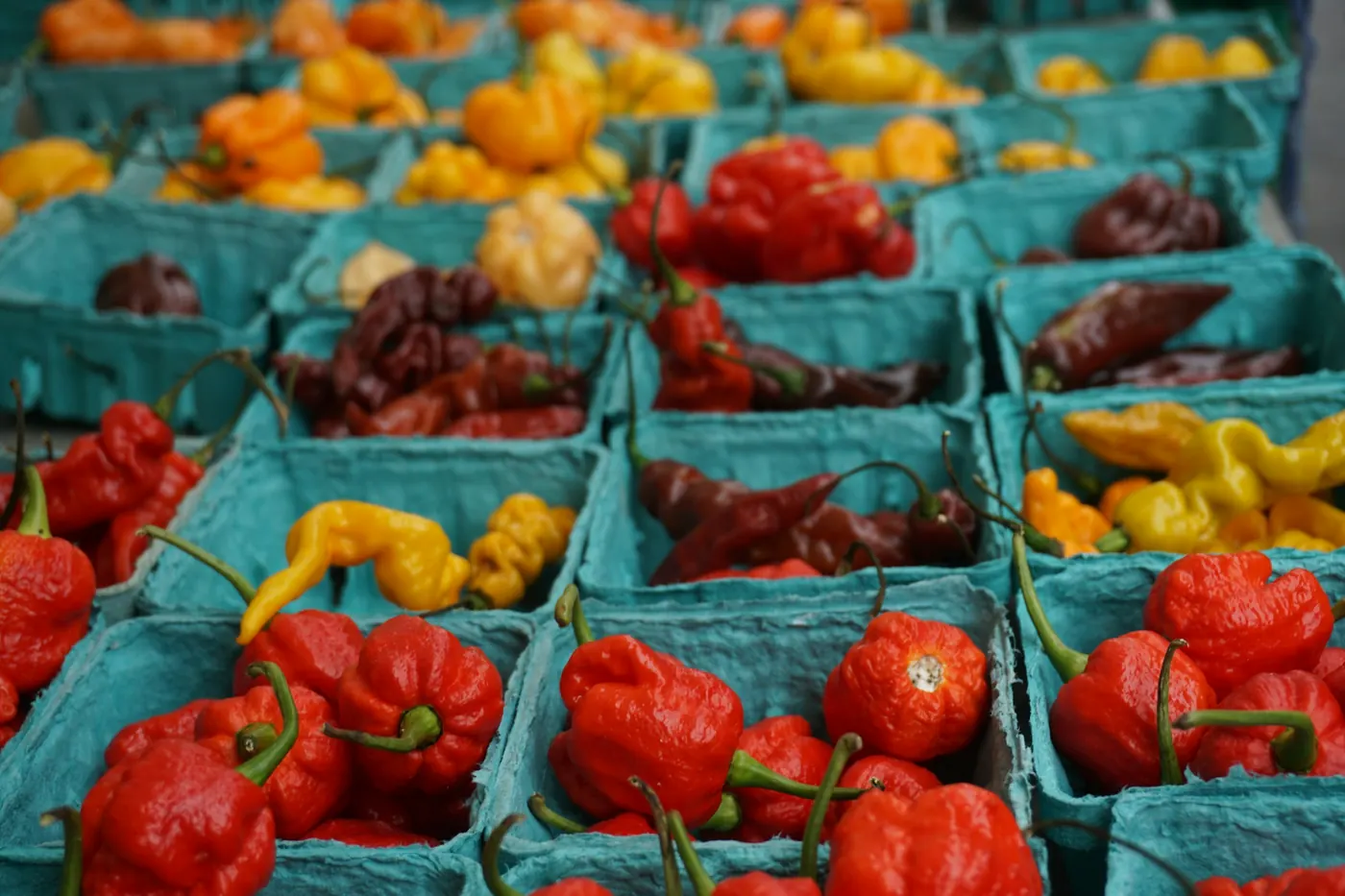 Punnets of red and orange habaneros at a market