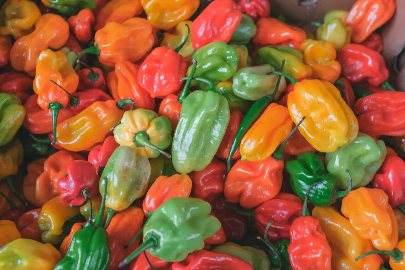 Habanero peppers in red, green and orange mixed together