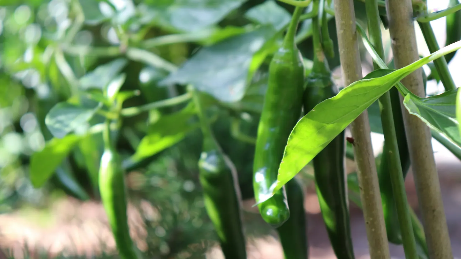Long thin green chile peppers hanging from a plant