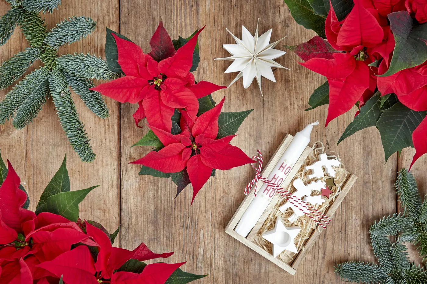 Red poinsettia flowers arranged on a rustic wooden surface