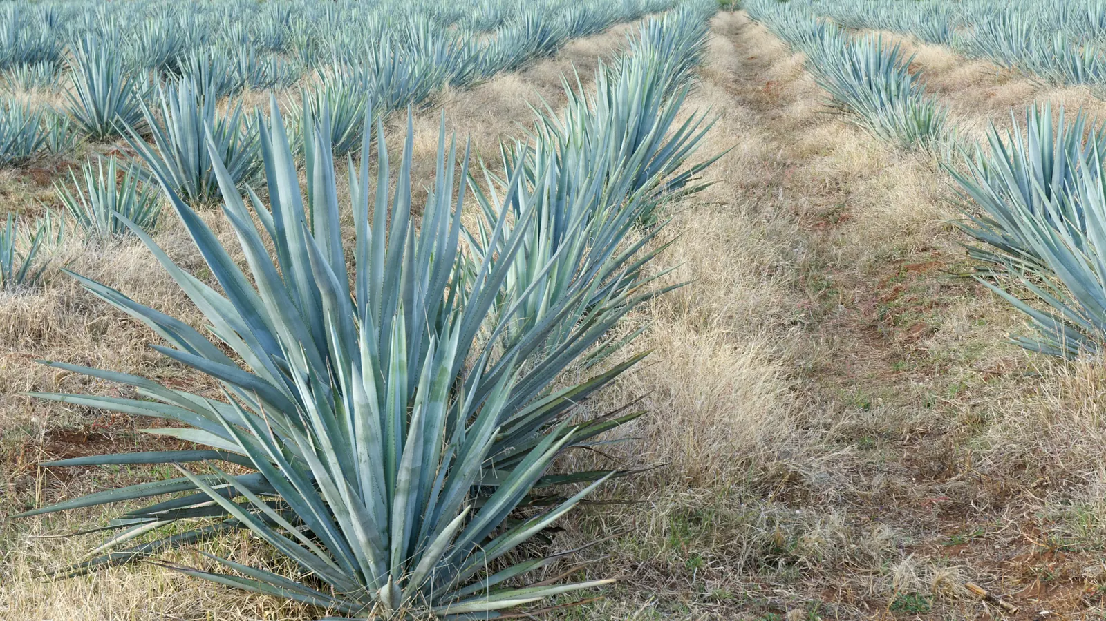Long rows of blue agave plants growing in a dry field