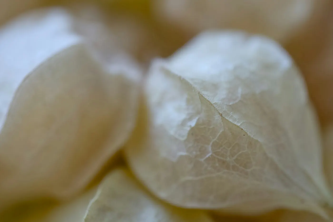 A close view of the dry papery husk around a tomatillo