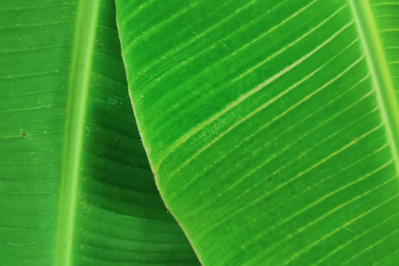 A close view of the ribbed surface of a large green banana leaf