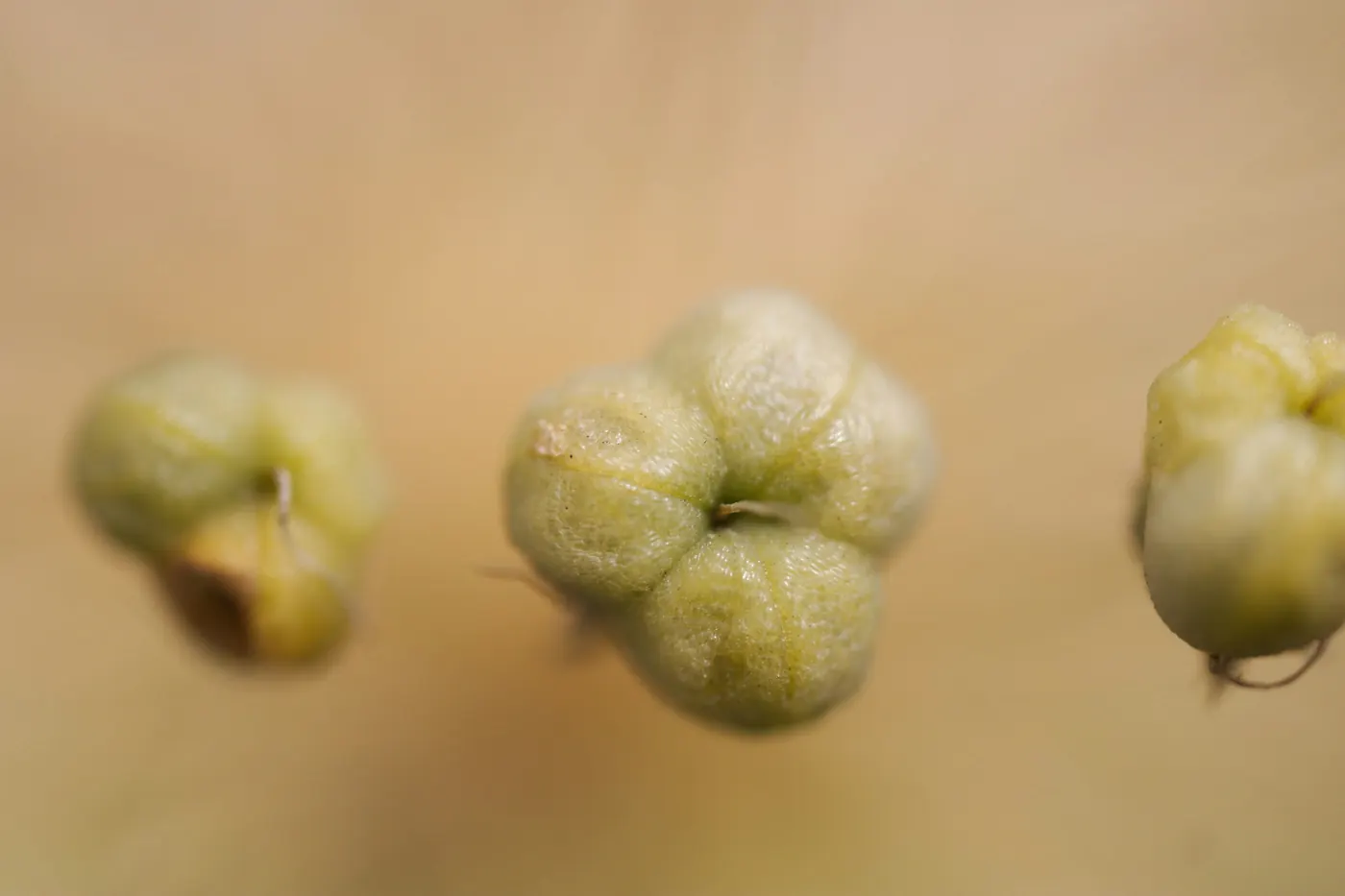 Three husked tomatillos on a plain pale background