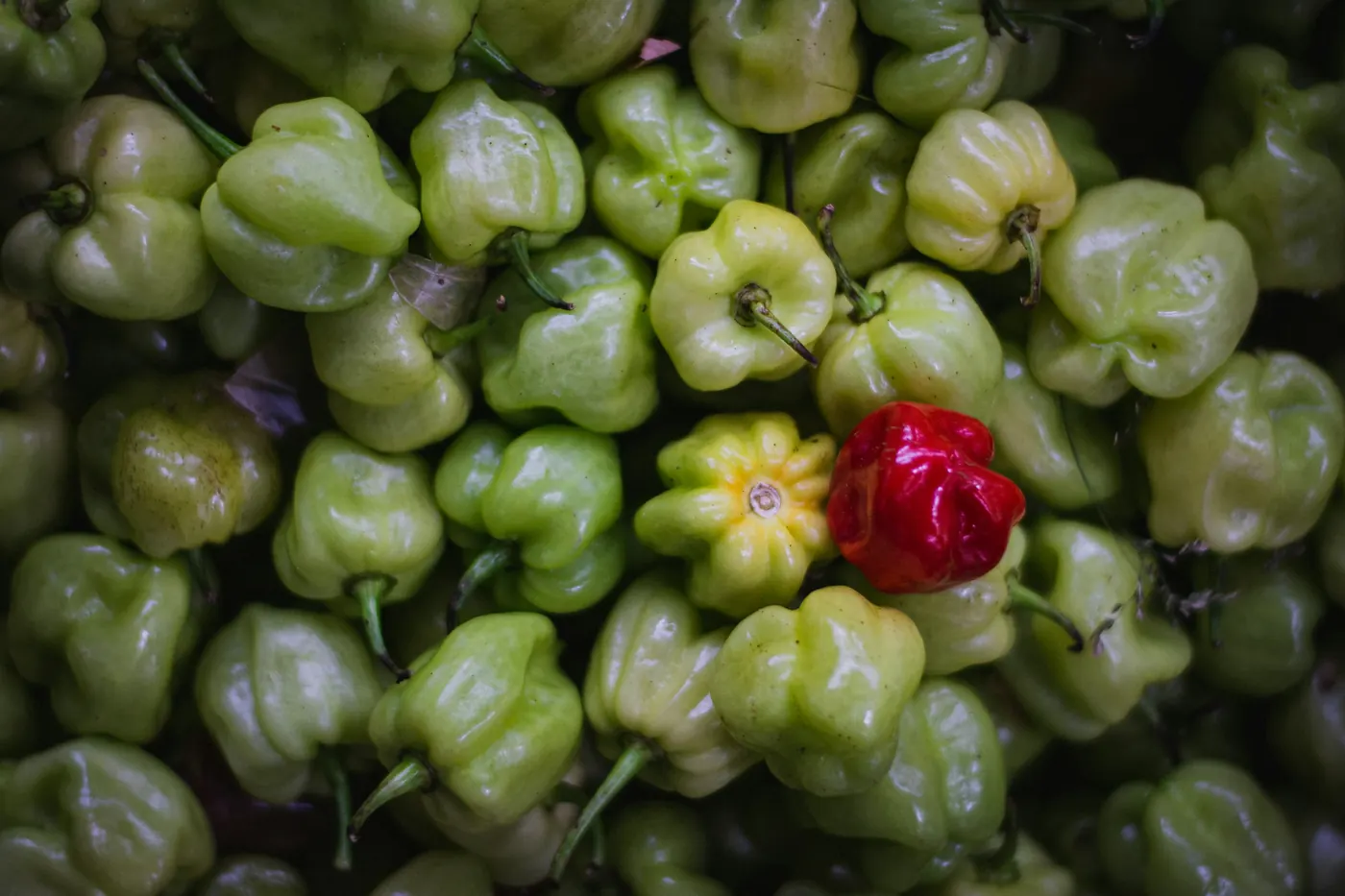 A crate of pale green unripe habanero peppers