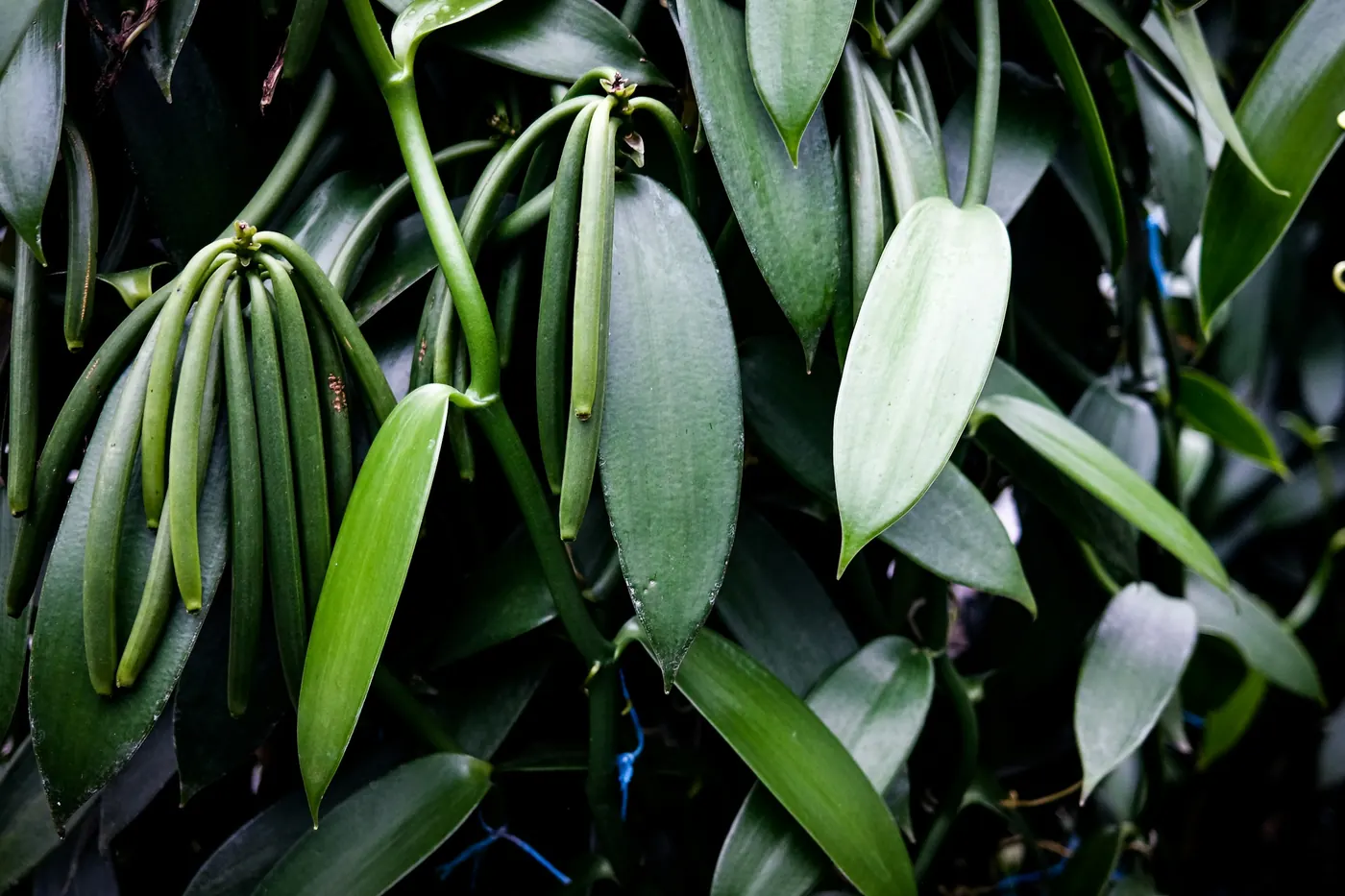 The thick green leaves of a vanilla vine growing on a support